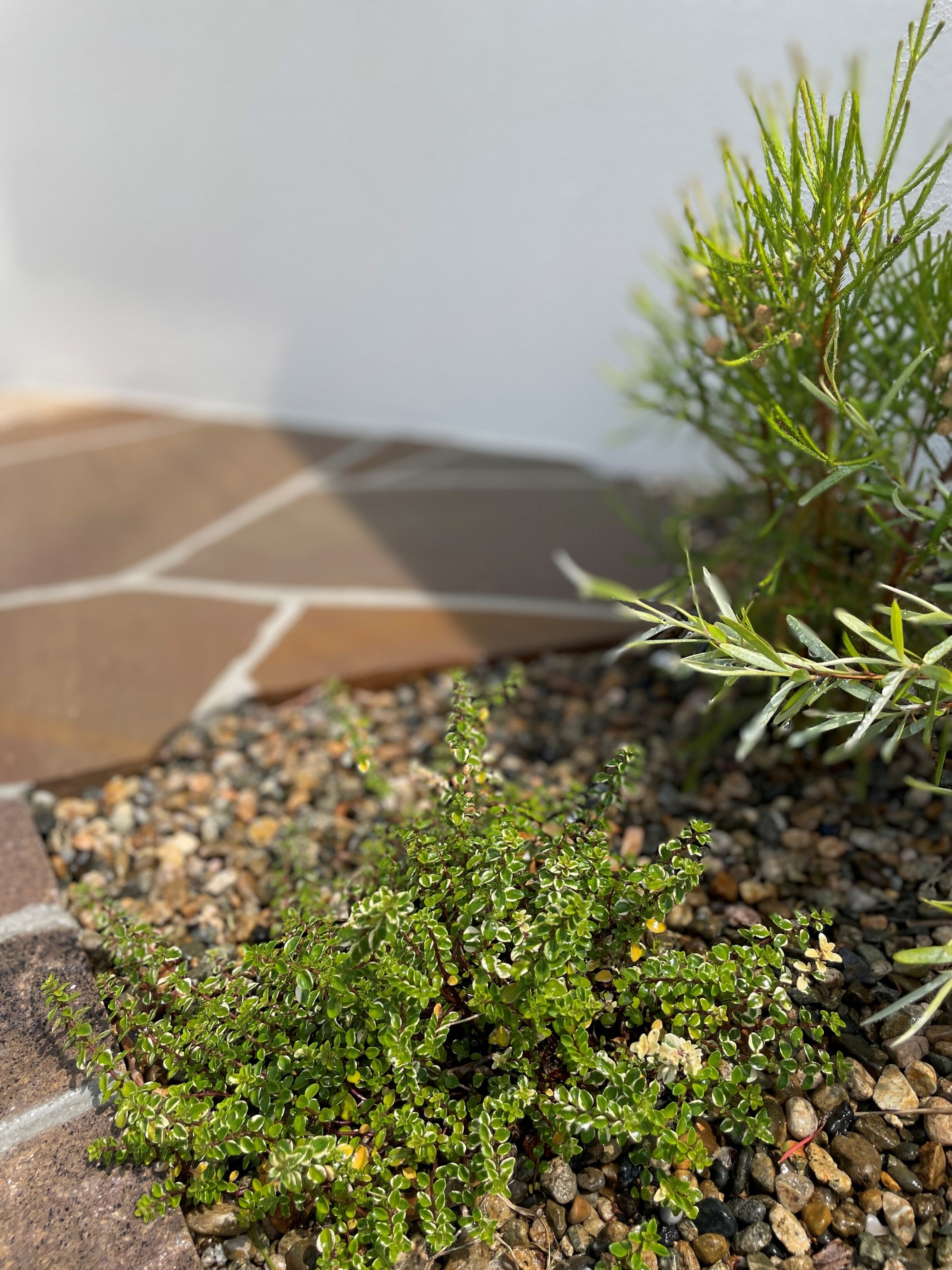 江津市 外構リフォーム 門壁横に植えられた植栽の写真