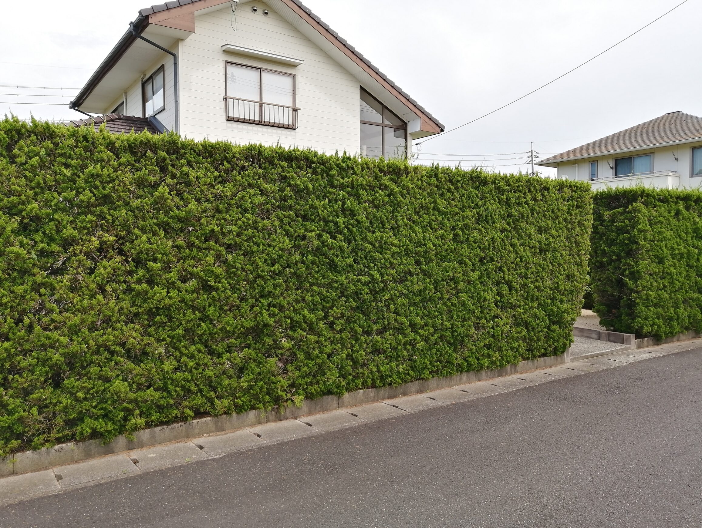 江津市 門まわり改修工事 施工前の生垣と門周りの様子